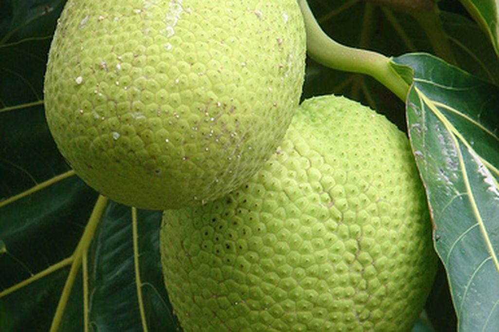 20110520090059breadfruitlibrary_dragon2097811577_c80aeed3d5.jpg