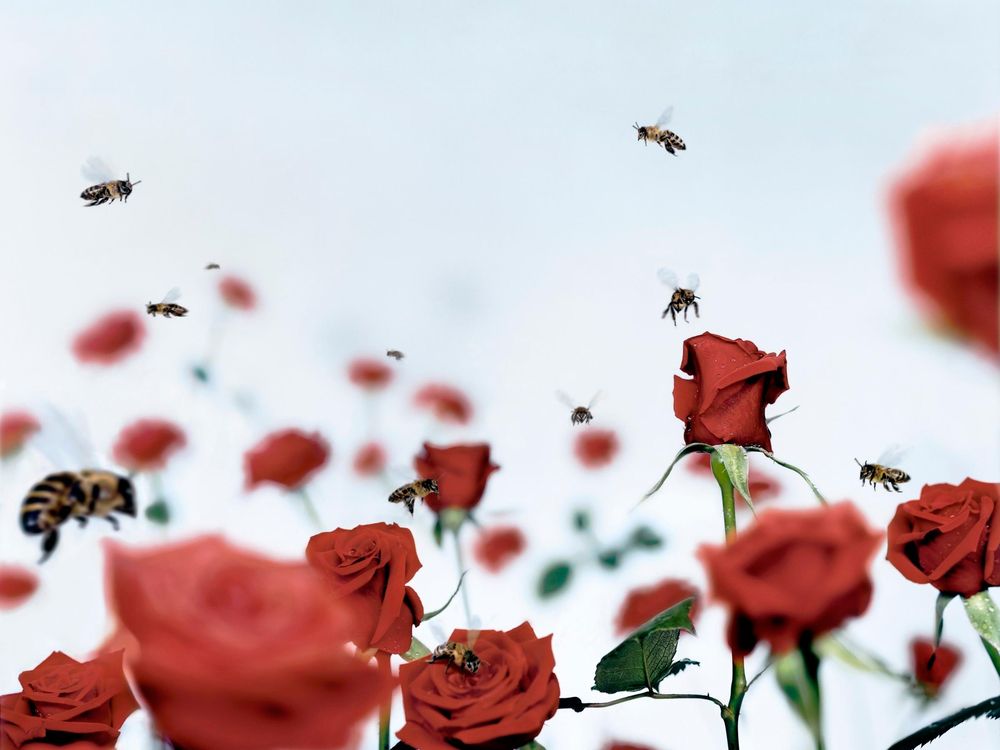 Bees on Roses