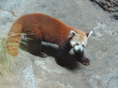 A red panda at Smithsonian's National Zoo. 