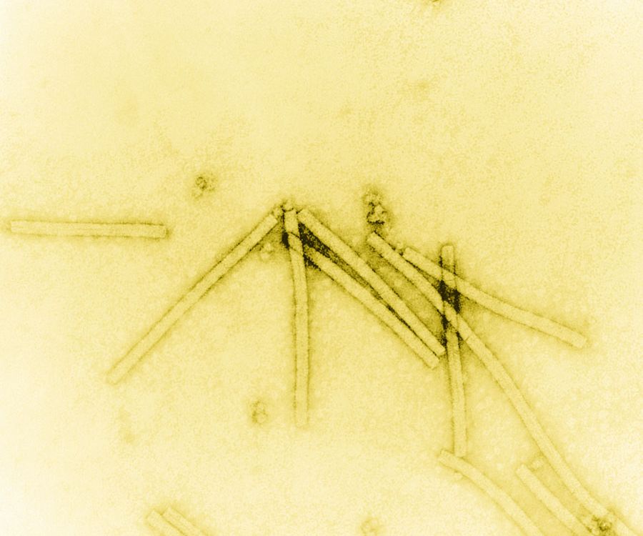 Tobacco Mosaic Virus