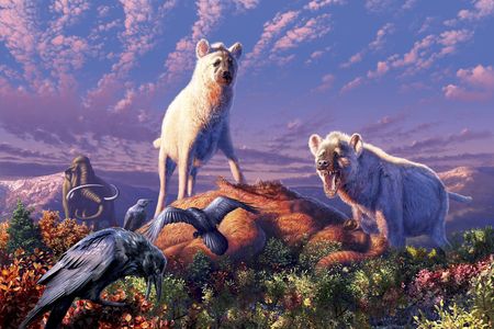 An artist’s rendering of ancient Arctic hyenas belonging to the genus Chasmaporthetes. A new study reports that two enigmatic fossil teeth found in Yukon Territory in Canada belonged to Chasmaporthetes, making the teeth the first known fossils of hyenas found in the Arctic. 