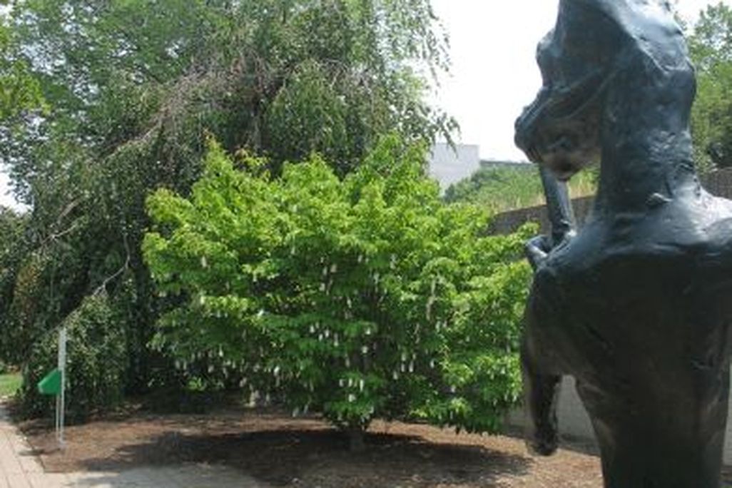 20110520110556WishTree.jpg
