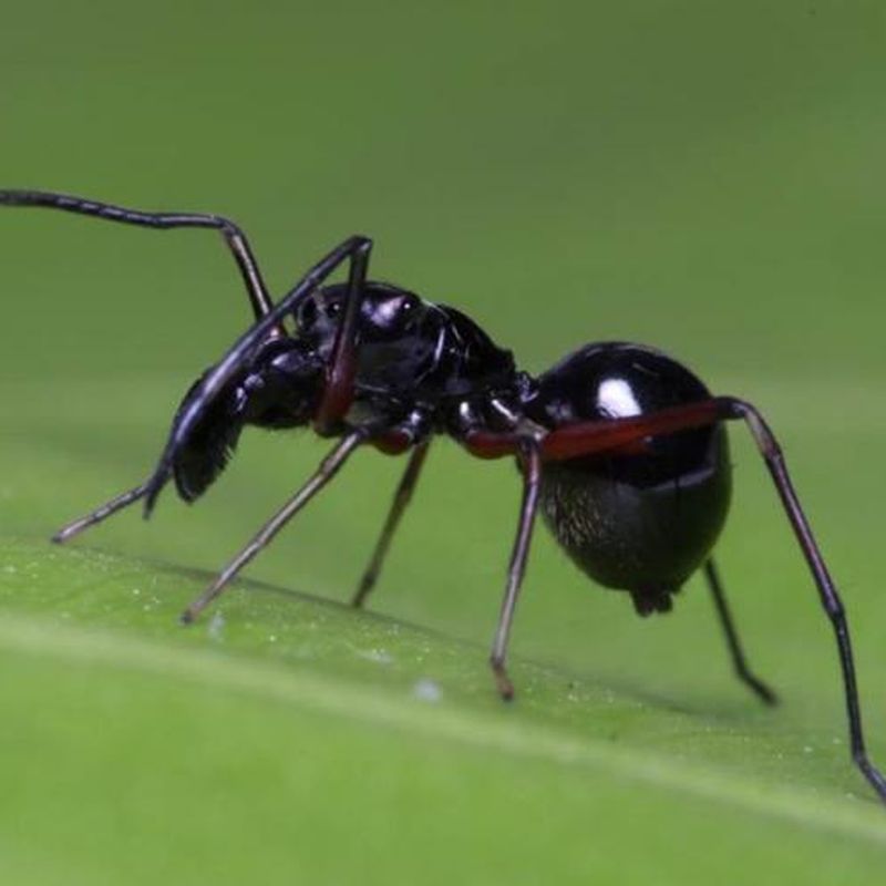 The Spiders That Choose Death - The Atlantic