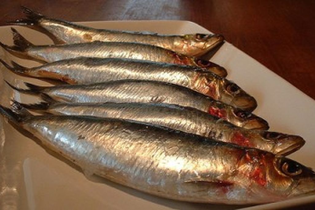 20110520090125sardines_FotoosVanRobin_1074141651_09210fd5ed-400x231.jpg