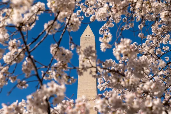 Washington Monument Framed in Spring thumbnail