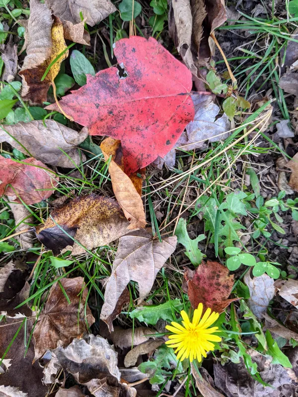 Collage by Nature Red Maple and Autumn Leaves with  a Dandelion thumbnail