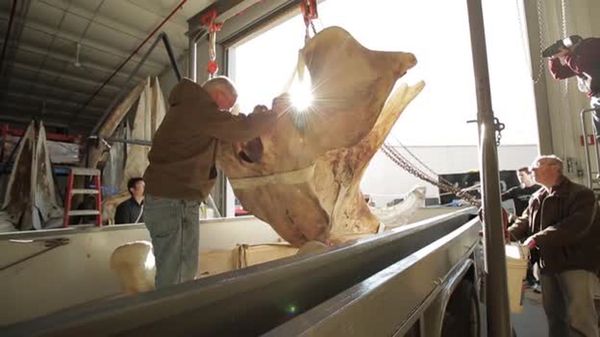 Preview thumbnail for A Right Whale Skeleton Arrives at the Smithsonian 