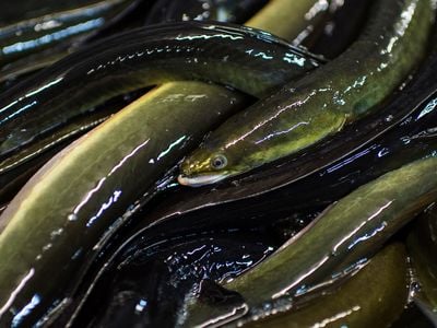 The American eel fishery has historically focused on mature eels (as shown here), which are exported around the world. But these days, there’s more money to be made from juveniles.