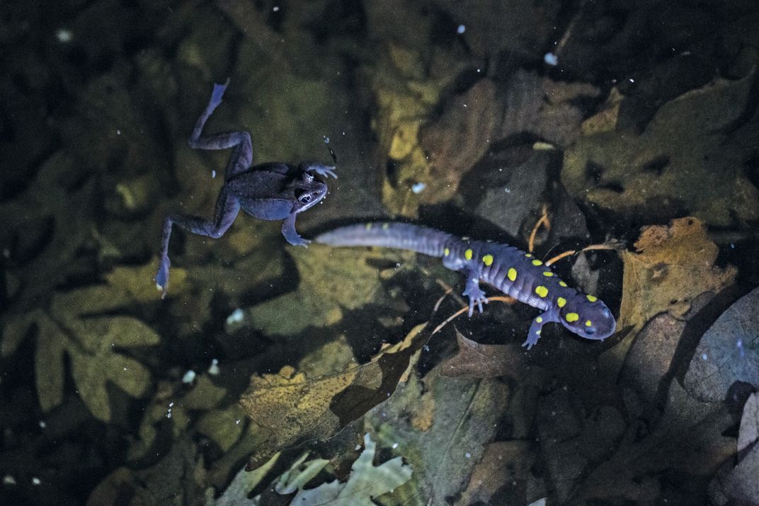 spotted salamander and wood frog