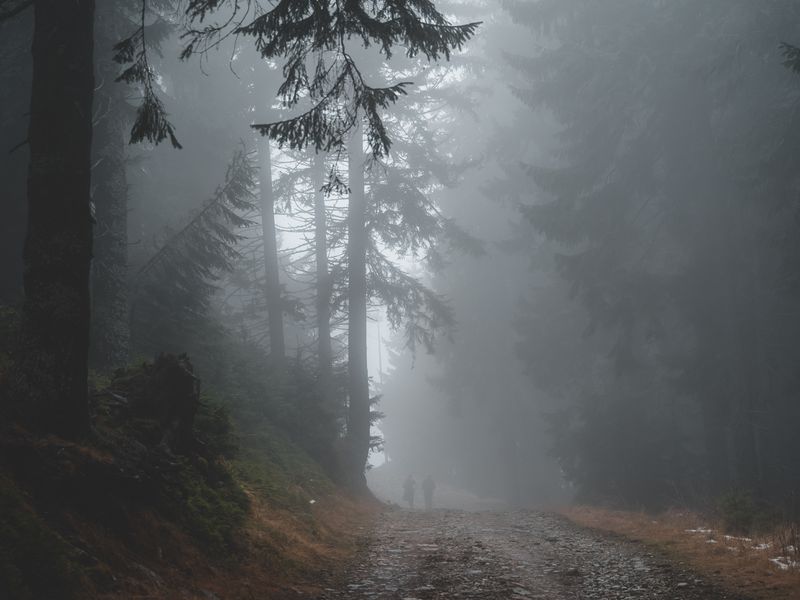 Thick fog along the path up into the mountains Smithsonian Photo