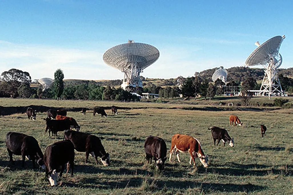 DSN cows.jpg