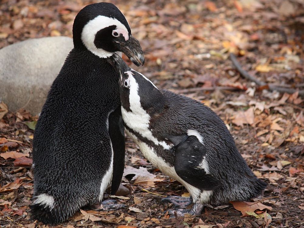 African Penguins