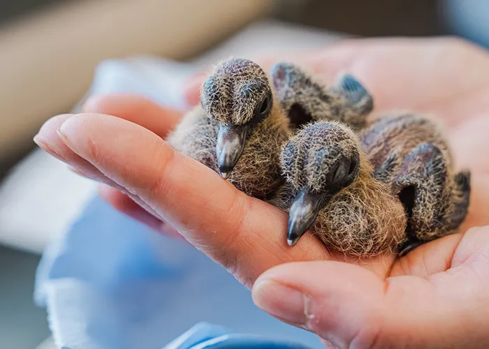two hatchling doves fit in one person's hand