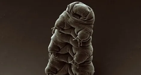 tardigrade