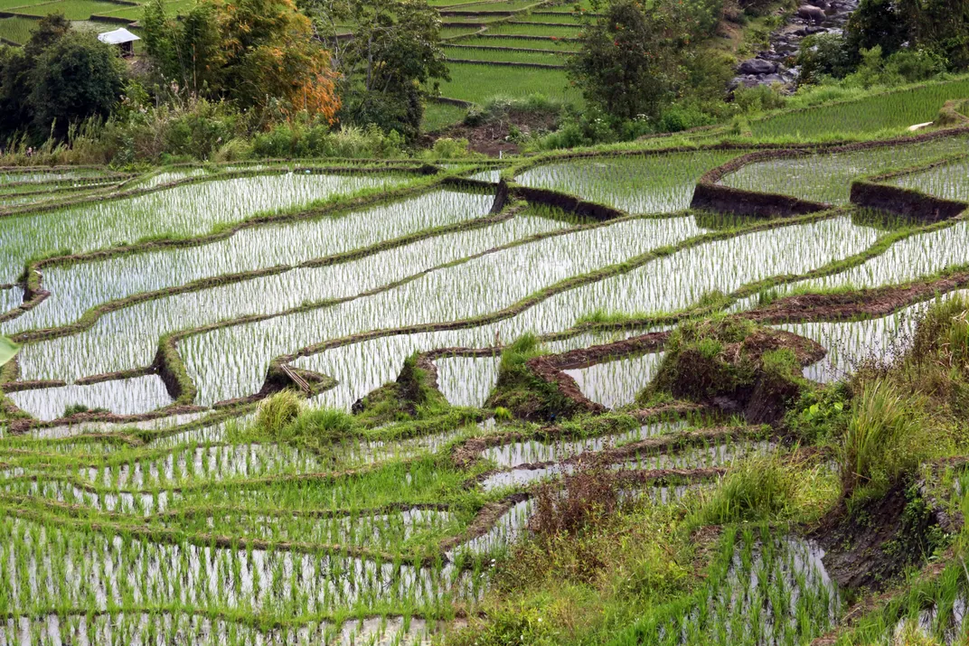 Paddies on Flores Island, Indonesia