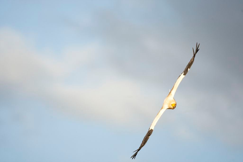 Egyptian Vulture