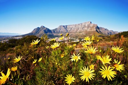 Cape Floral Kingdom