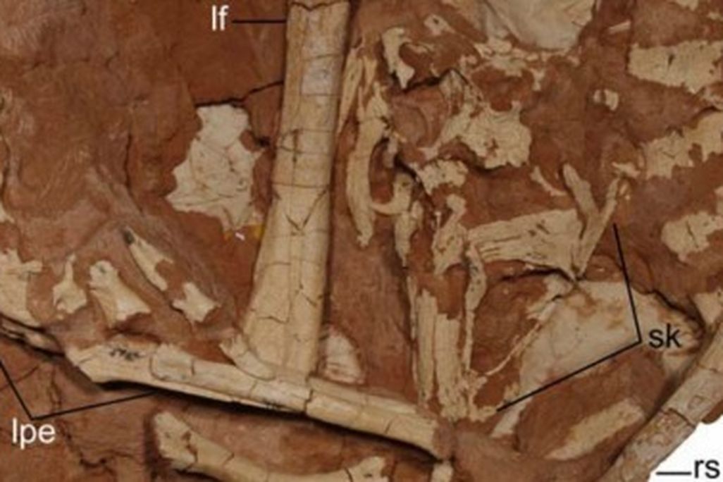 partial skeleton