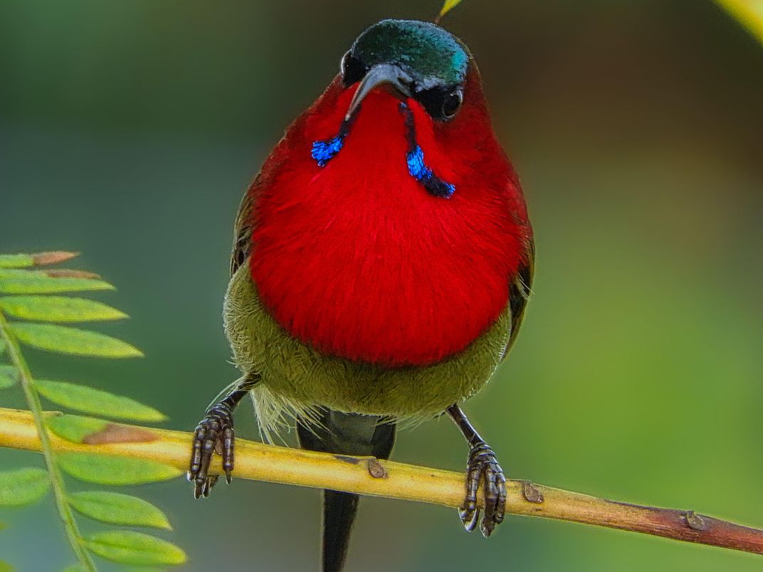 A crimson sunbird sits on a thin branch next to small leaves