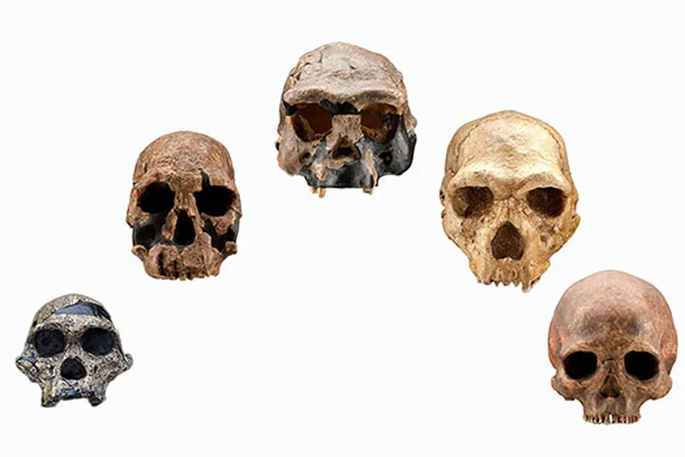 Skulls of Human Evolutionary History Mobile