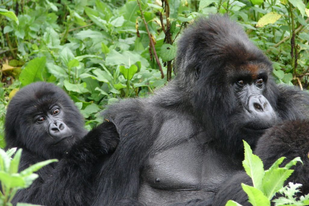 Two gorillas against green leaves backdrop