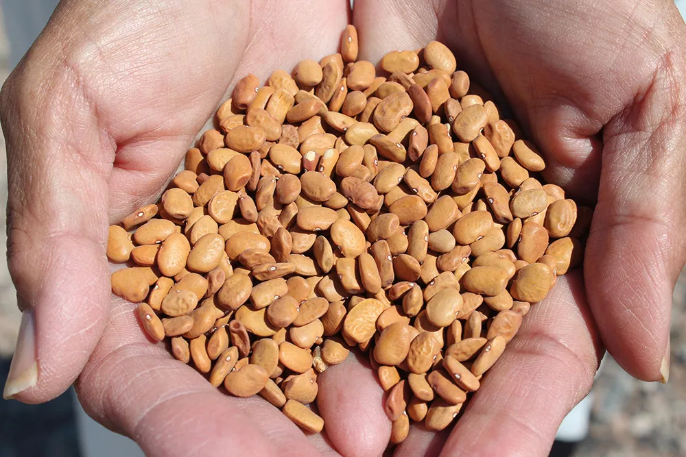 newly harvested tepary beans, grown by Ramona Farms, are a sign of revived interest in heirloom crops.