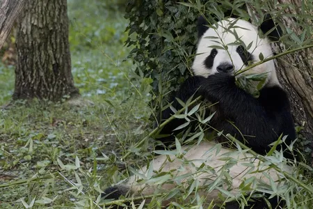 Follow the antics of the National Zoo's giant pandas (above: Tian Tian munching on bamboo) on the Panda Cams.