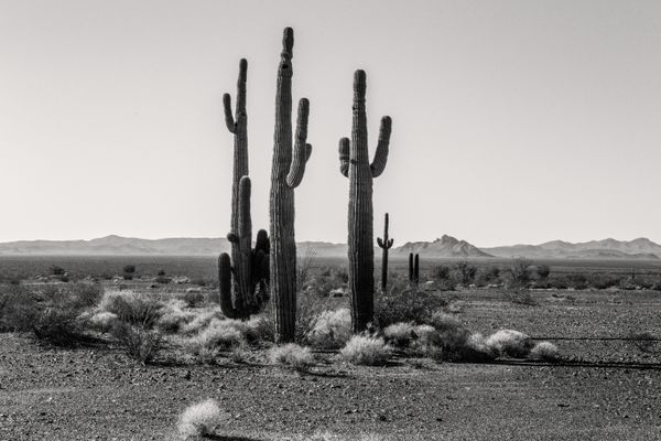 Lonely Saguaros thumbnail