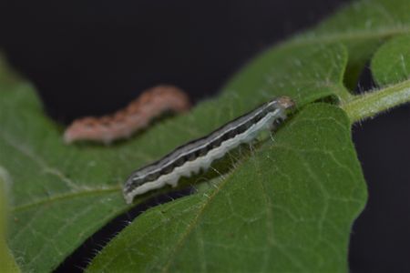 Beet armyworm caterpillars turned to eating each other when the leaves they were placed on were made to taste foul.