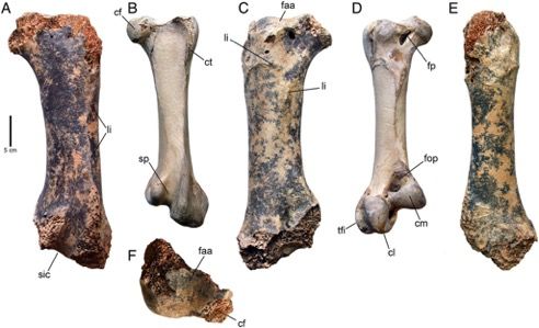 Fossil of Ancient Bird Three Times Bigger Than an Ostrich Found in Europe 