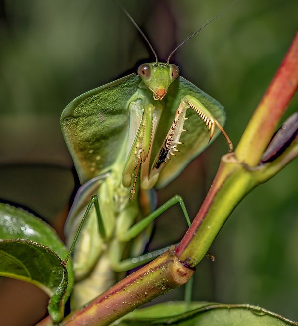 Leaf (hooded) mantis taken in Ecuador thumbnail