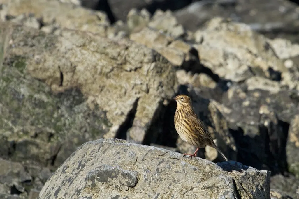 Pipit in South Georgia