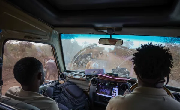 Safari Cruising thumbnail