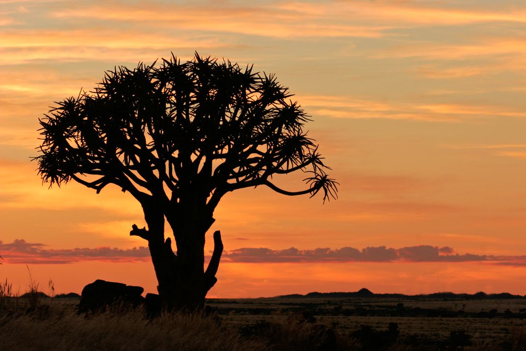 Quiver tree in Namibia