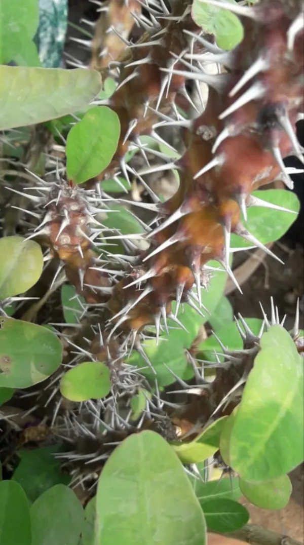 Inspiring thorns... thumbnail