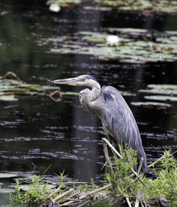 A great blue heron catches a dragonfly. thumbnail