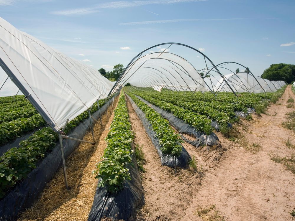 strawberries growing