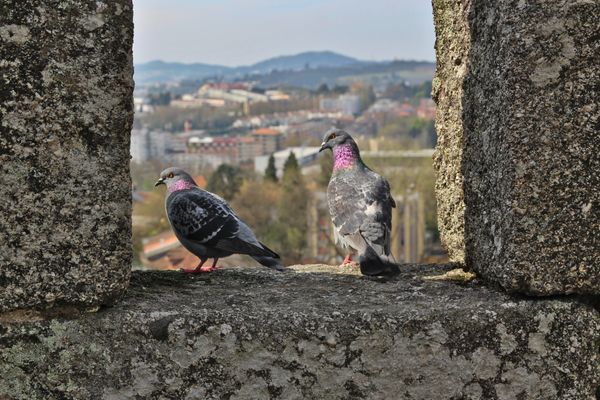 Guimaraes Pigeons thumbnail