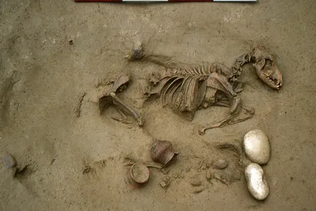The remains of a dog buried next to a baby