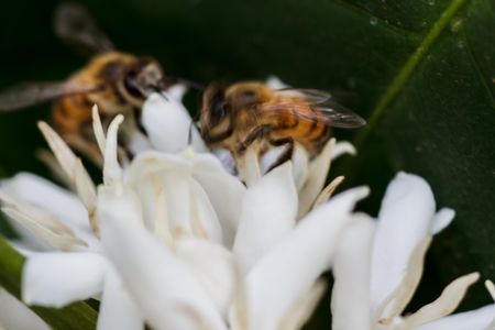 Despite the predicted declines, at least five species of bees would survive in areas that would still be suitable for growing coffee, says the new study.