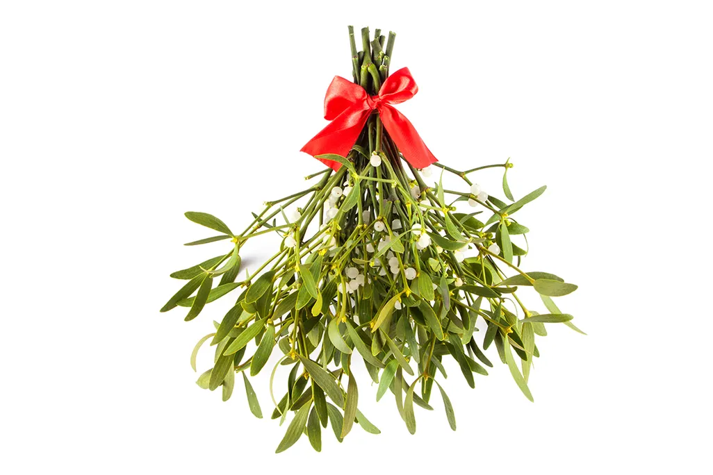 Mistletoe