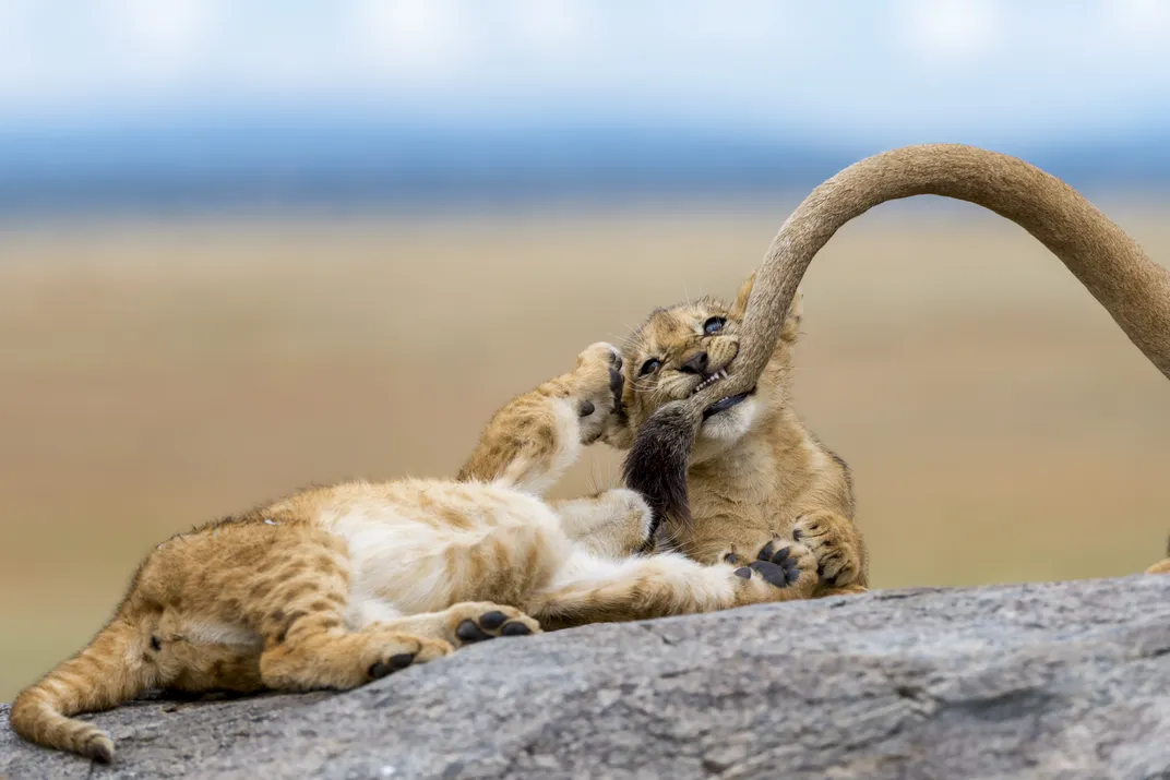 Lion cubs at Serengeti National Park play with their mother’s tail as she is trying to sleep.