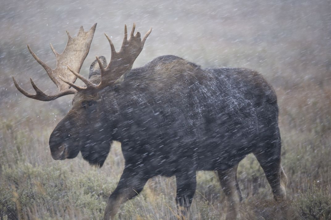Bull Moose in Snowstorm | Smithsonian Photo Contest | Smithsonian Magazine