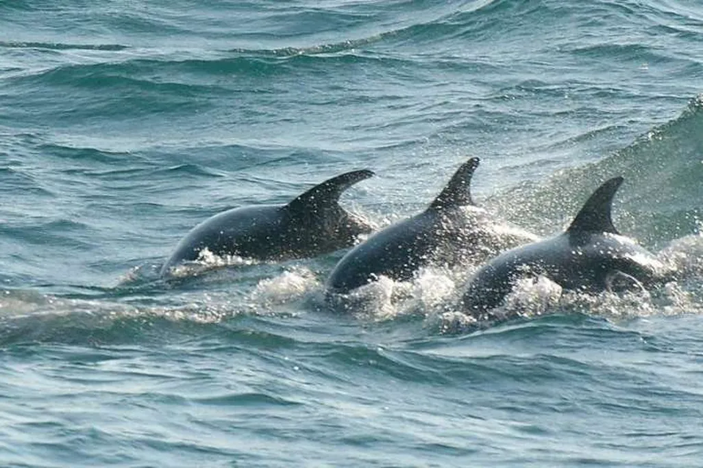 Dolphins