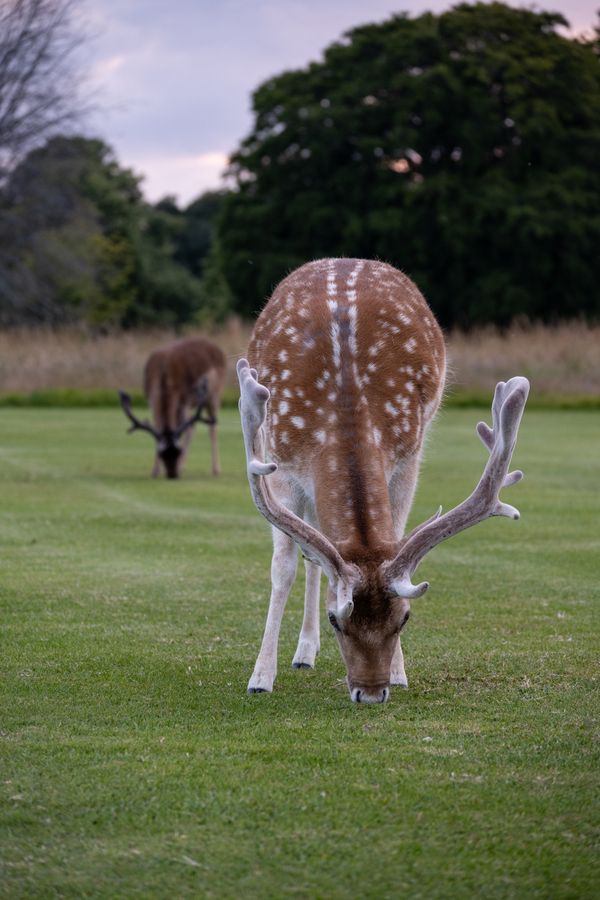 Oh Deer thumbnail