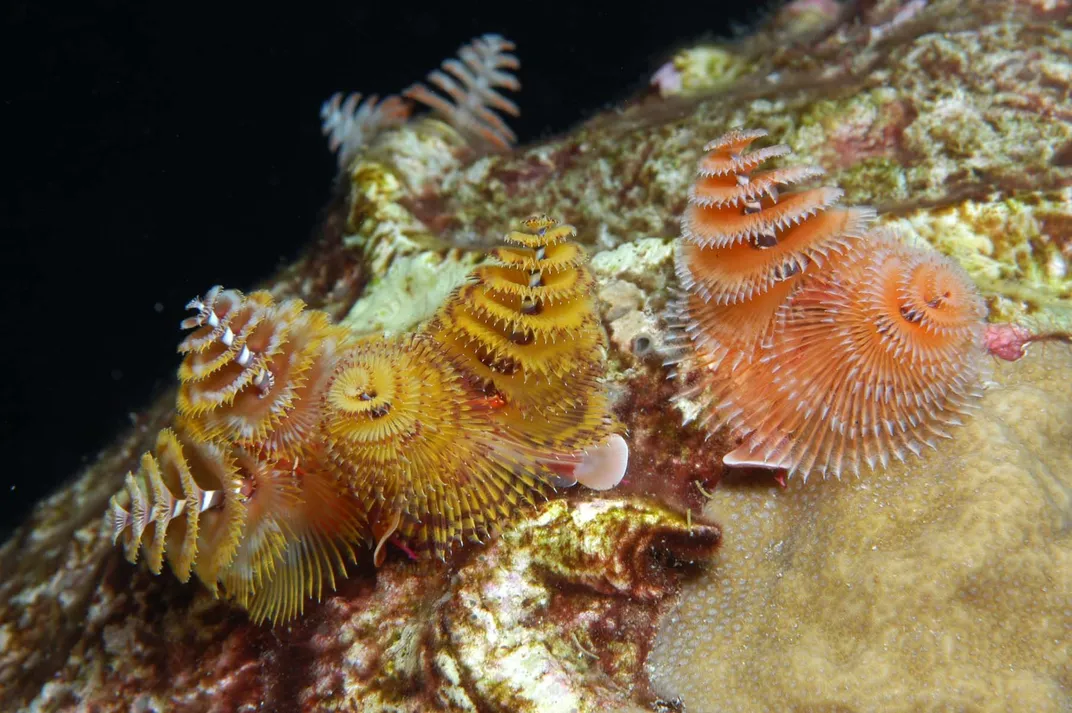 14 Fun Facts About Marine Bristle Worms 