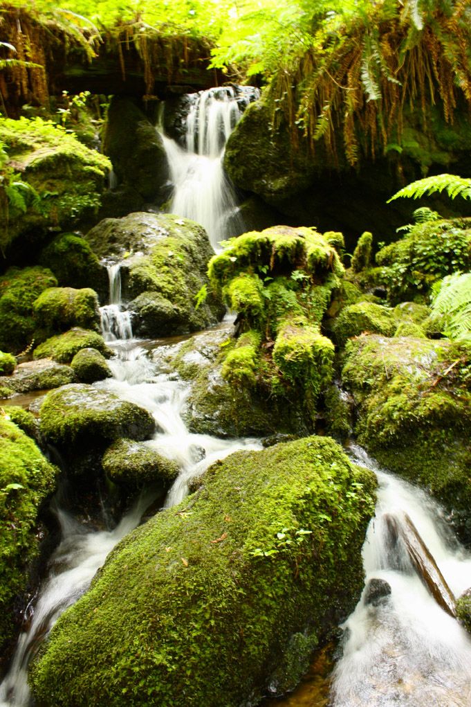 Trillium Falls in California. This was a short trail with a wonderful ...