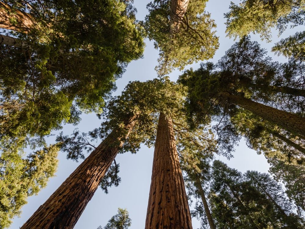 Looking up at a grove of giant sequoia trees with redish brown bark.