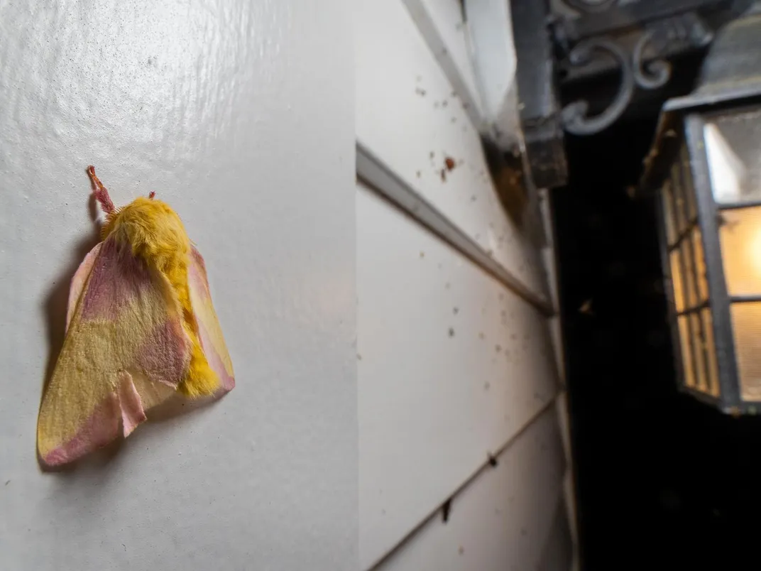 Rosy maple moth at porch_4