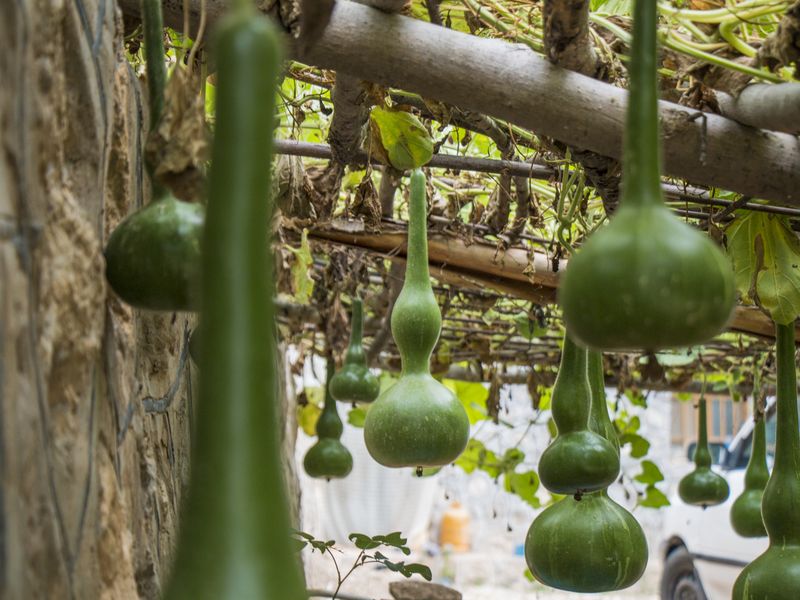 Calabash | Smithsonian Photo Contest | Smithsonian Magazine